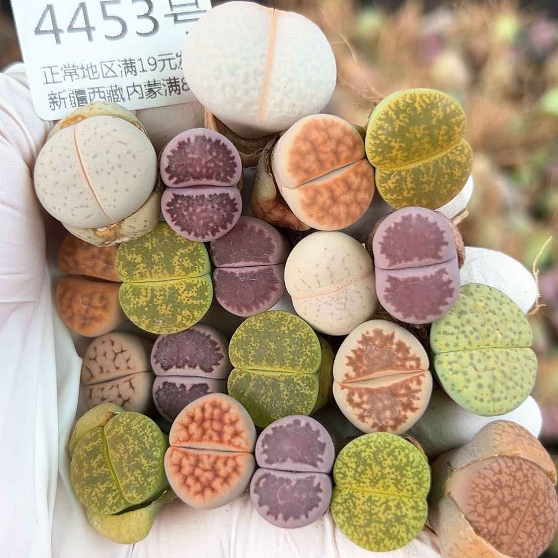 好养易活生石花大母本4453共20个