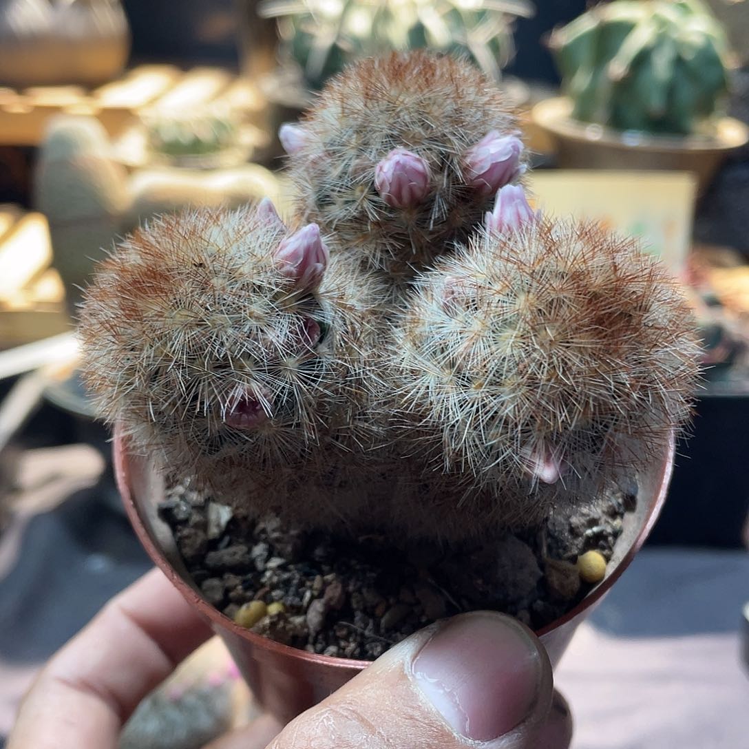 082实生根嘉文丸仙人球