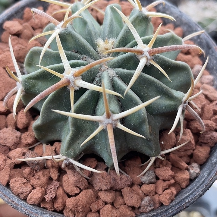 凌波一颗包邮带盆发货