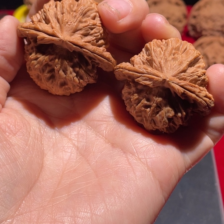核桃三角白一只小磕尖