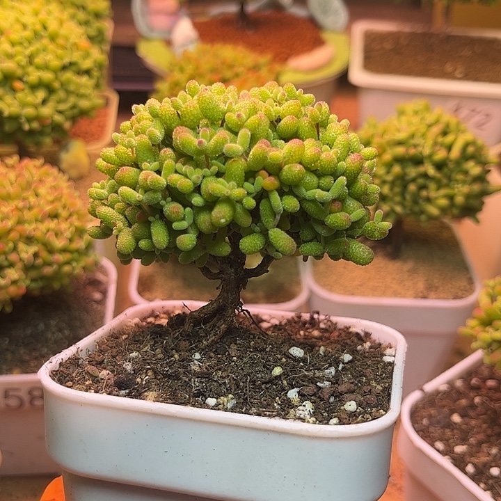 云***涛无花朵661金桔糖球