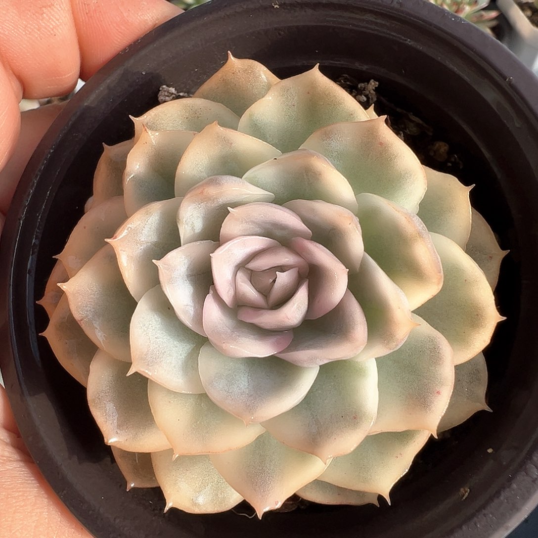 墨西哥雪球锦  小方花圃一物一拍