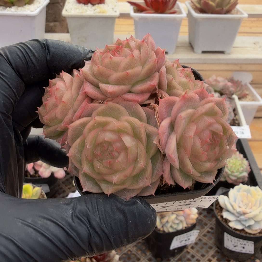 1105-74珍妮群生a