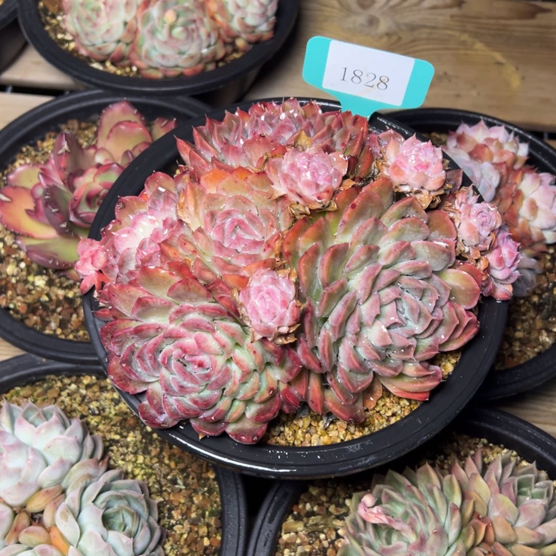 一***?1828多肉多多多的