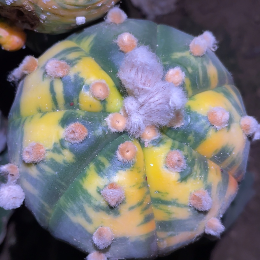 虎皮散斑兜锦 仙人球