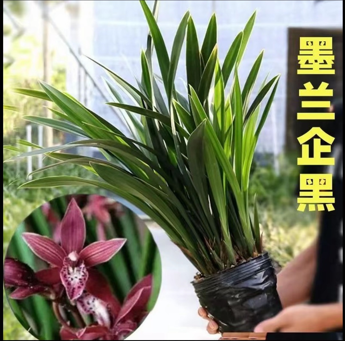 墨兰盆栽室内阳台办公室好养护四季常青观赏花卉