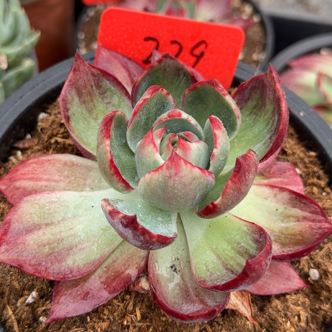 惊鸿一物一拍包装收缩花旱229