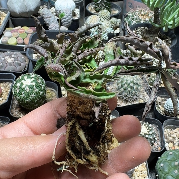 485皱叶麒麟杂交脱土发货