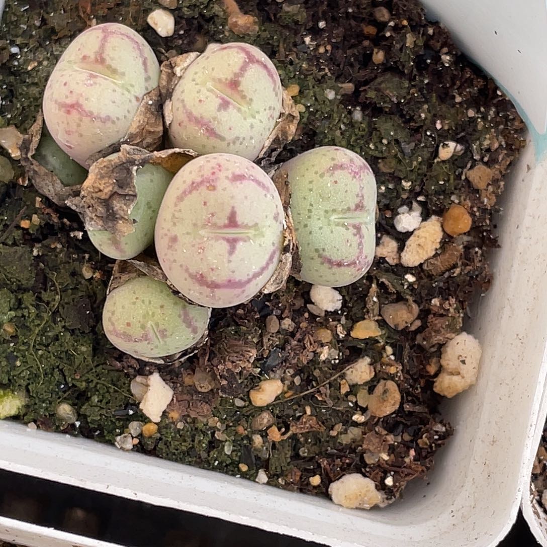 4-43猴多肉植物肉锥