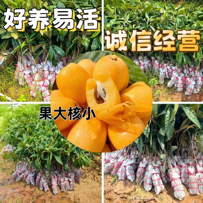 早钟六号枇杷嫁接苗琵琶大果苗南方种植广西发货大五星枇杷果树苗