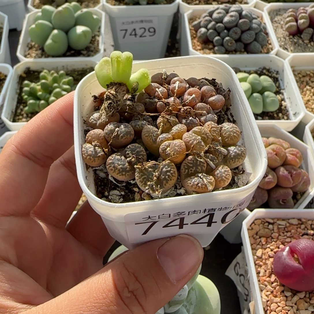 ๓***.7440大白多肉植物园