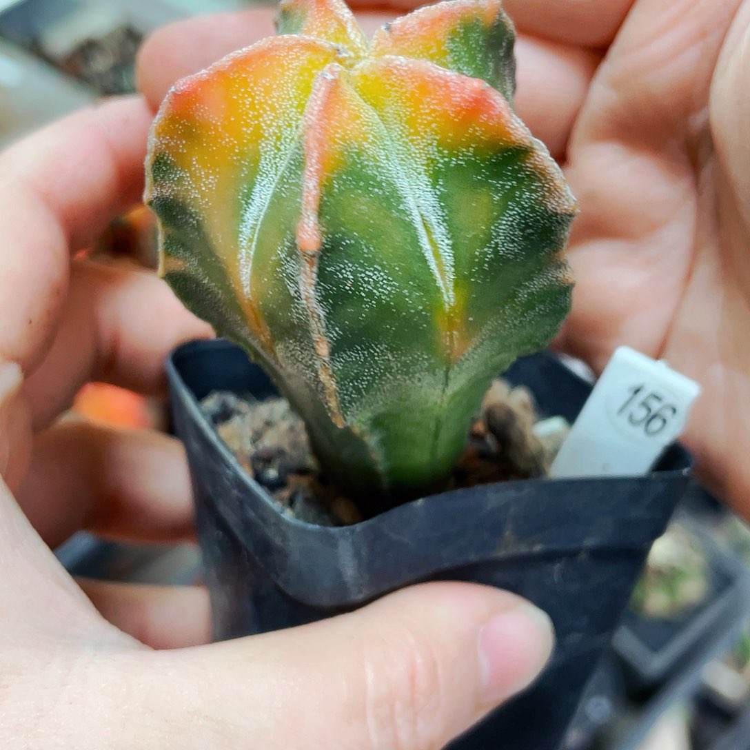 非偏远地区满25包邮仙人球