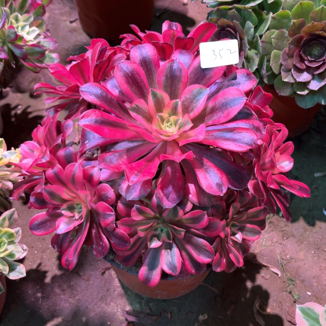 多肉植物美杜莎352