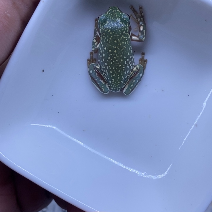 老爷树蛙澳蓝雪花5