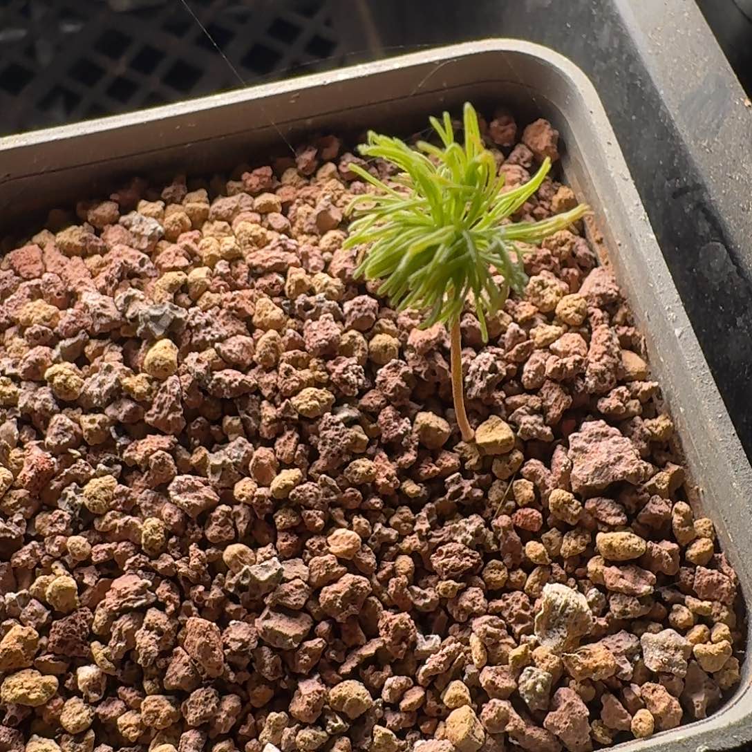 扫帚雾冰玉一个带盆