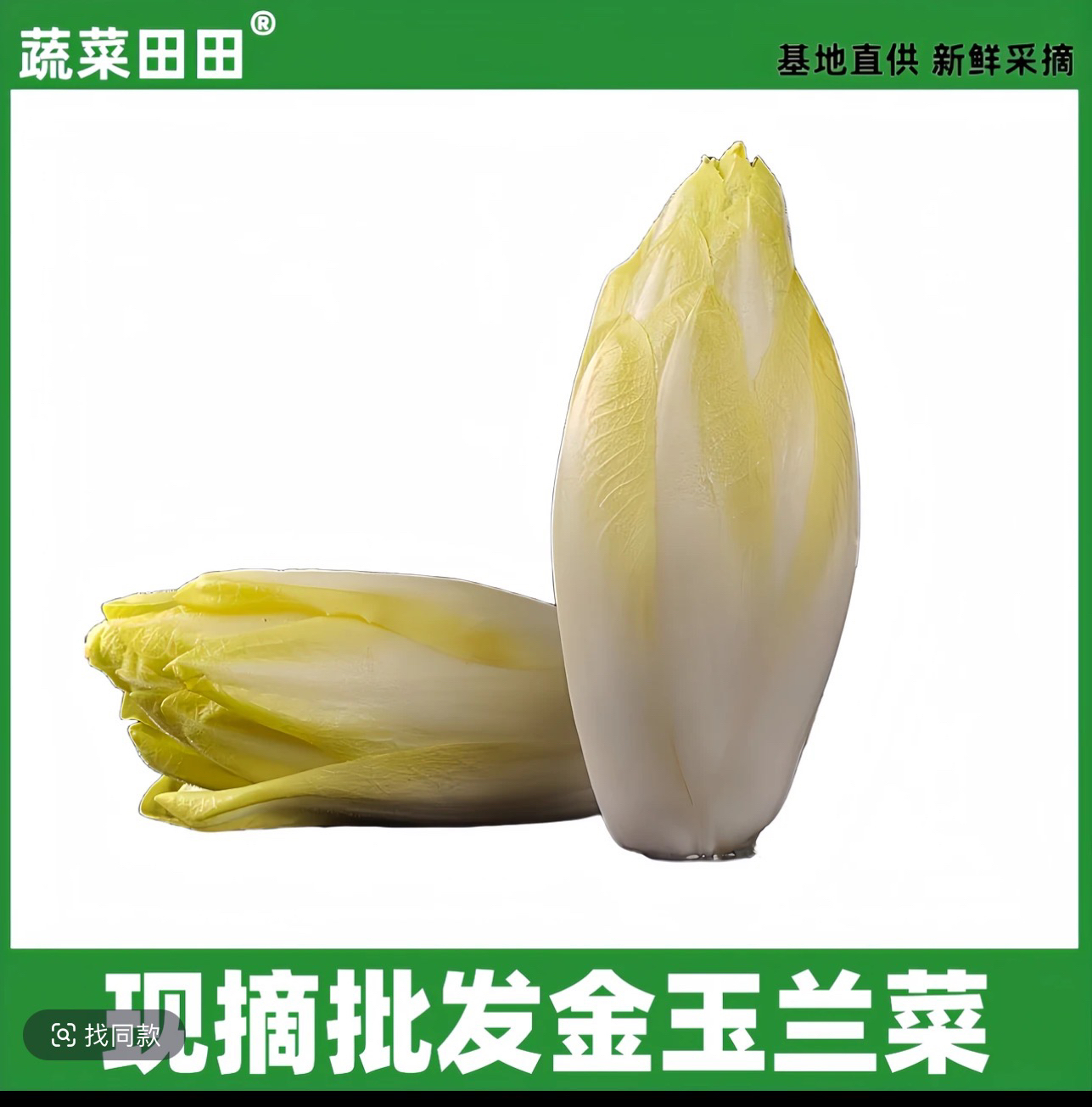 新鲜现摘金玉兰菜白菊苣可生吃凉拌的特种蔬菜