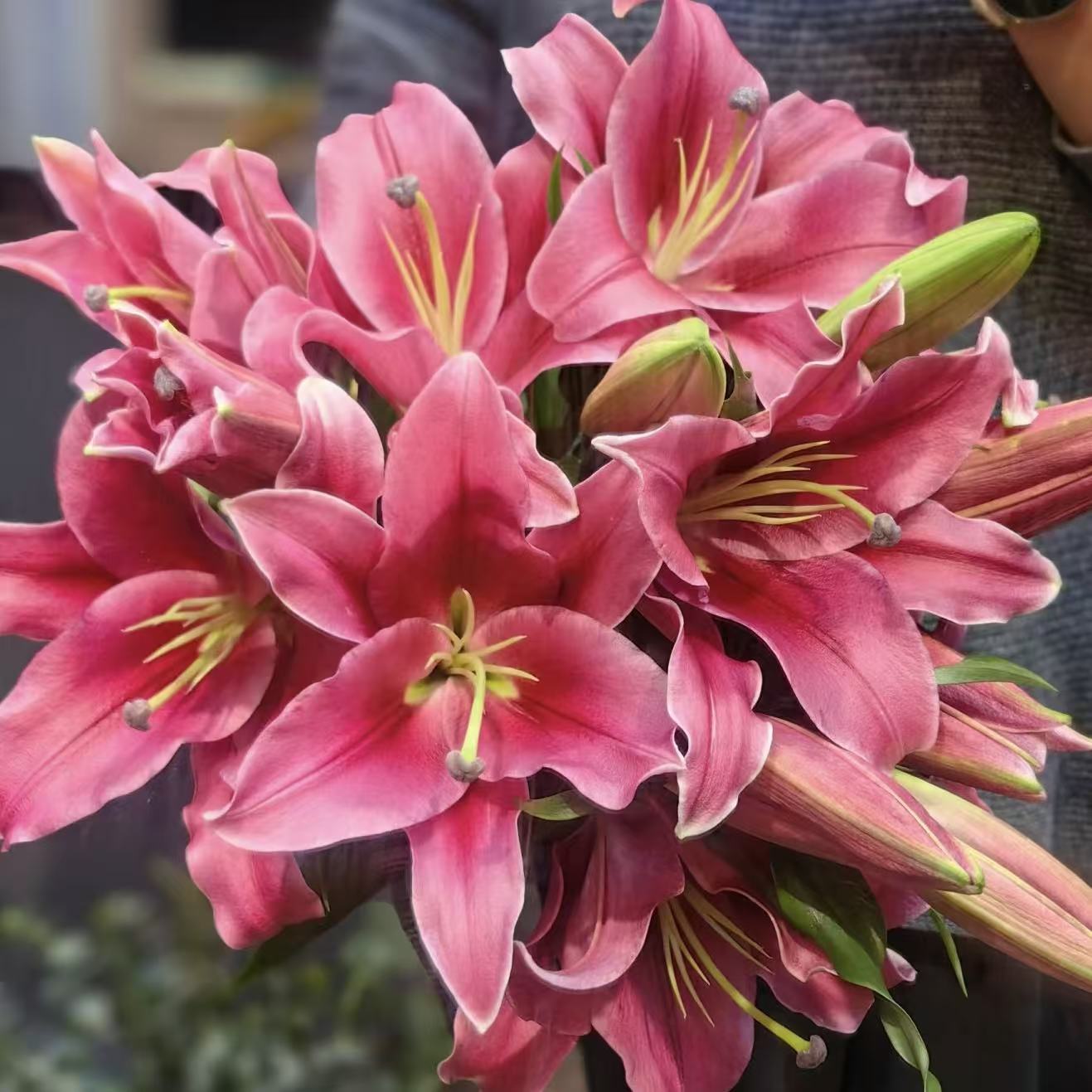 四季可种1颗【普拉芬多】26+香水百合种球