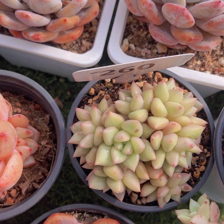 健健康康平平安安