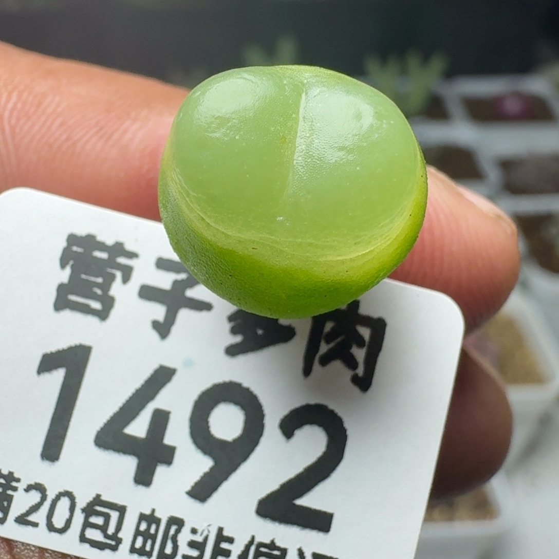 拉登1.3➕脱土1200