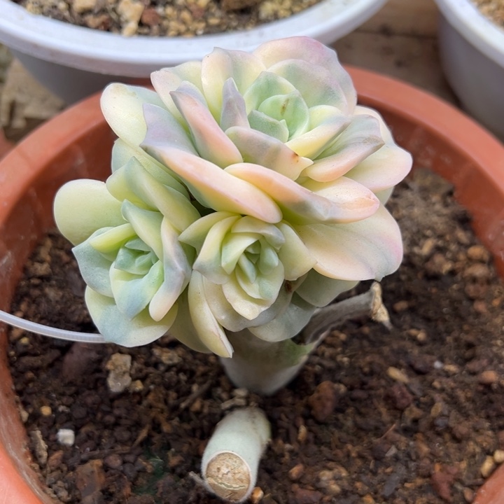 蛋***子可爱玫瑰锦 夏鸣园艺