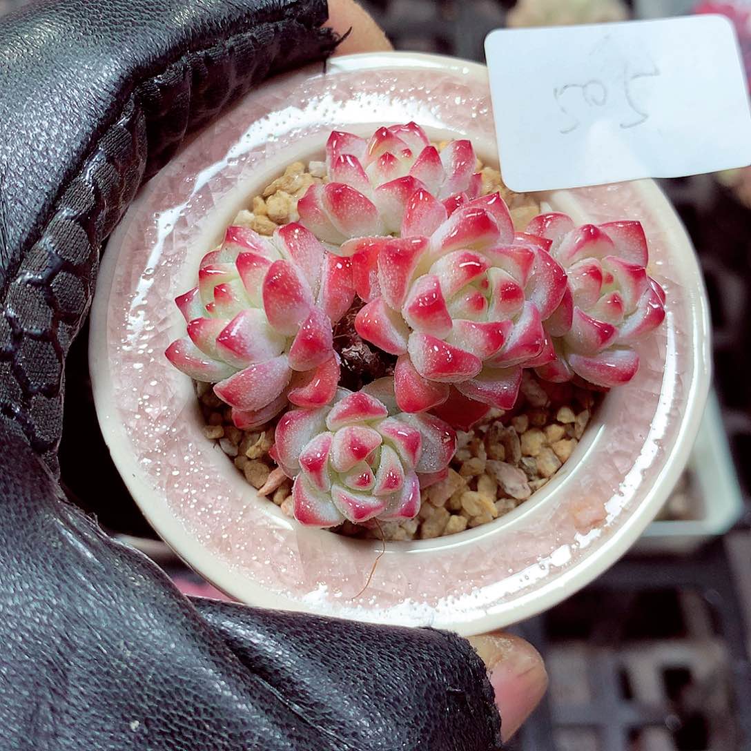 5厘米盆精控多肉505