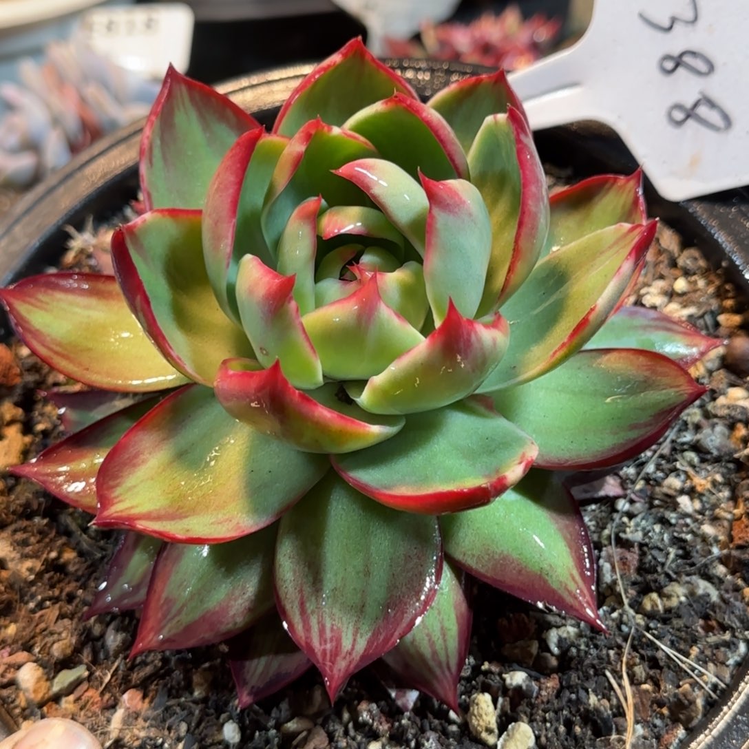 惊鸿一物一拍包装收缩花旱388