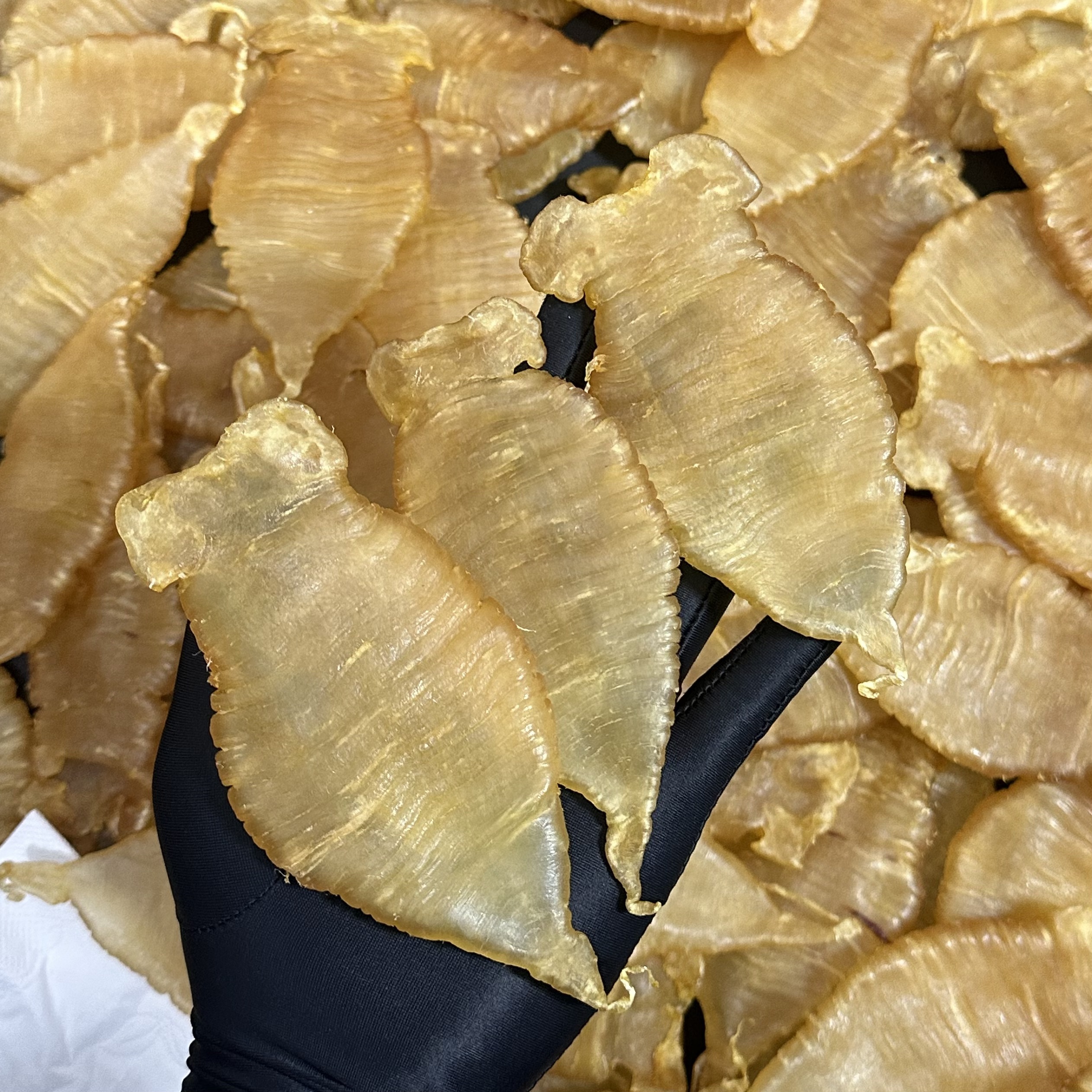 赤嘴条鱼胶 直播称重链接1