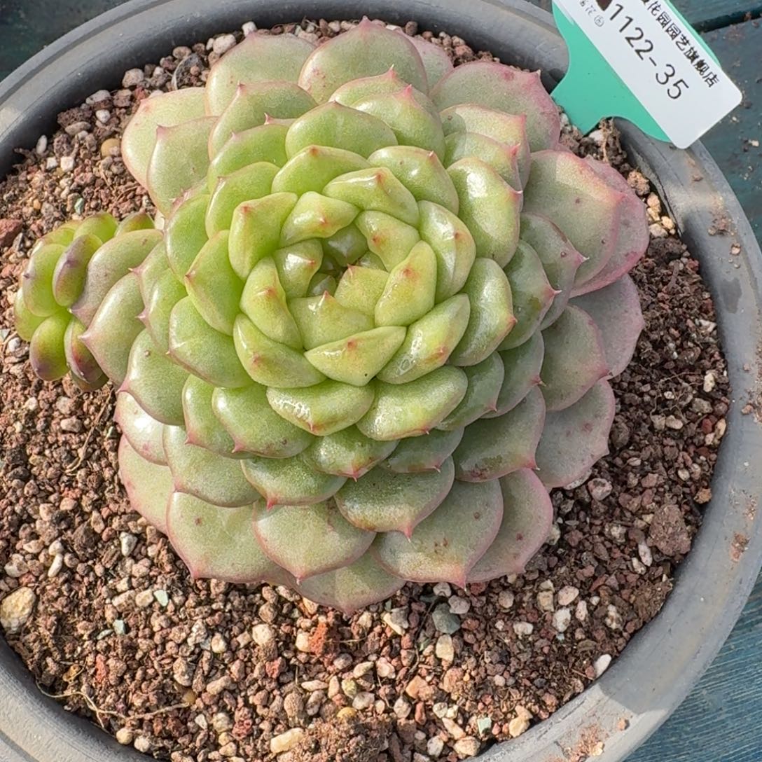 从前慢多肉精选编号1122.35