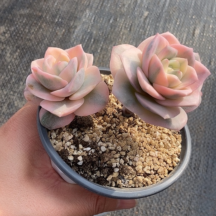 福利可爱玫瑰彩锦双头