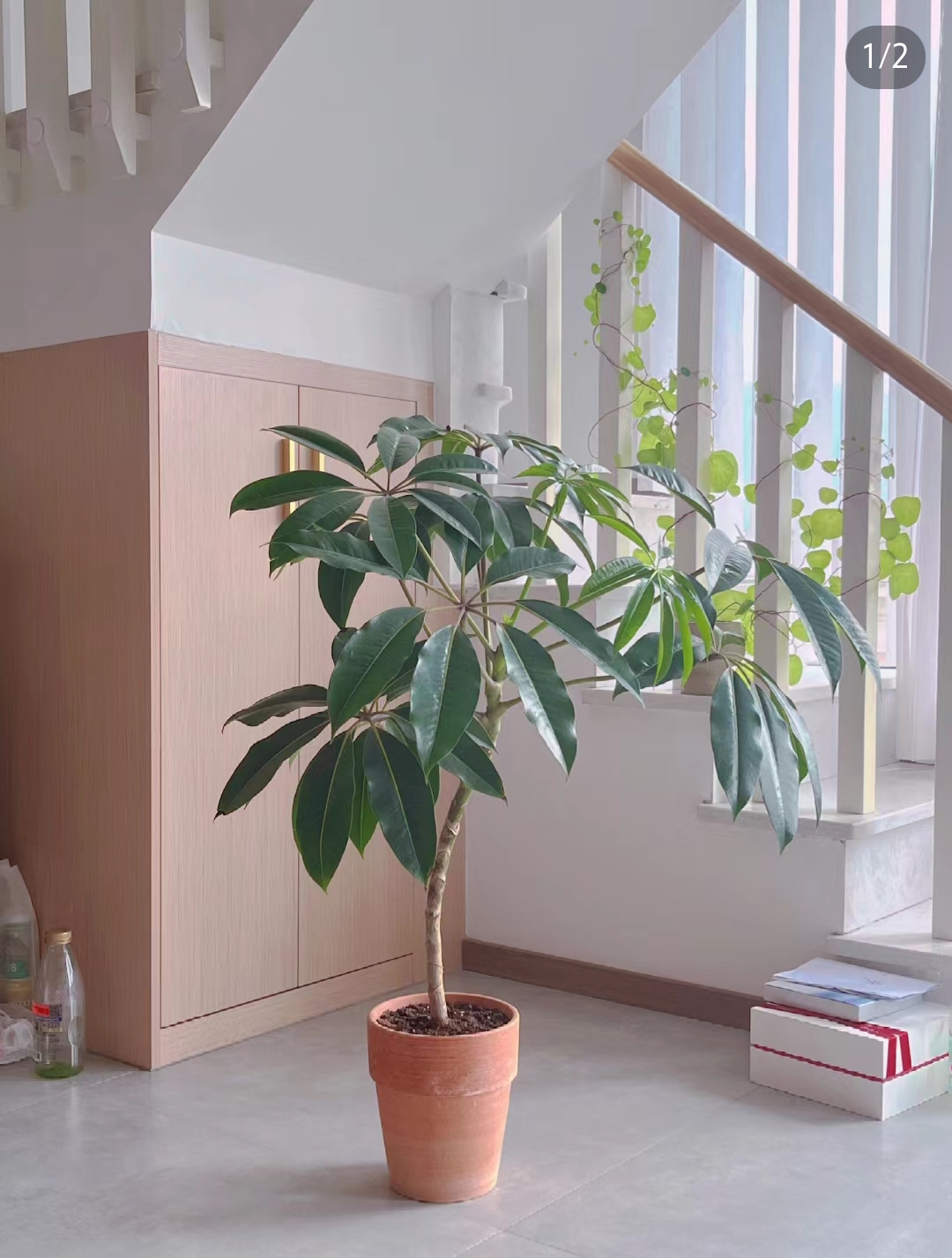 日本保罗 日本保罗 大叶伞 北欧风格 简约 小众意境 绿植