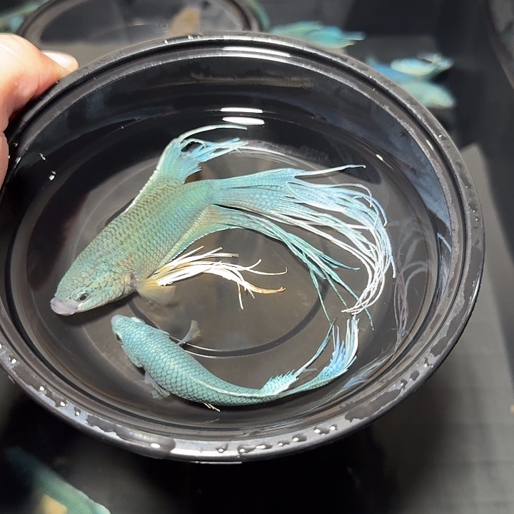 斗鱼直播间对图无纹蓝2