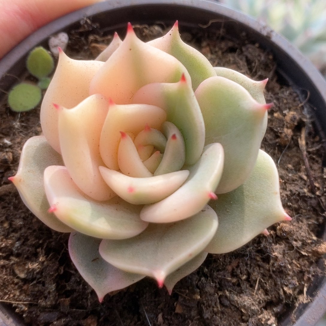 D132阴阳贝加尔湖锦锦