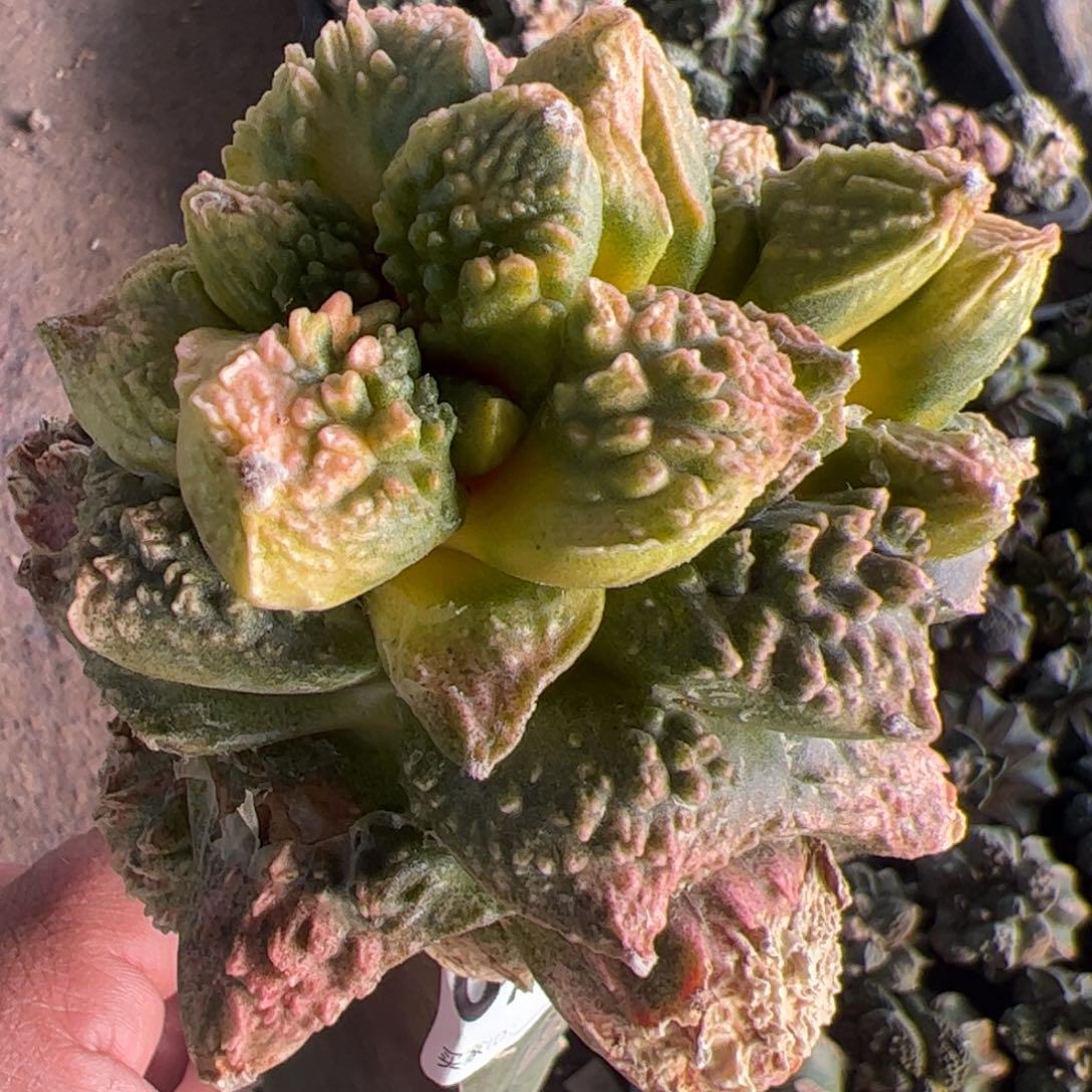 双头无毛哥斯拉牡丹锦673