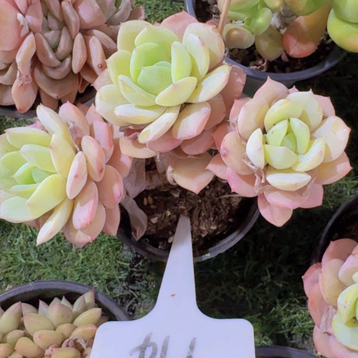 健健康康平平安安