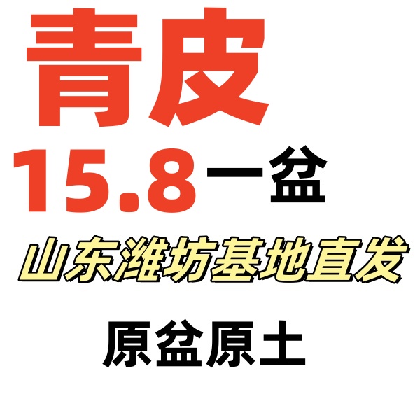 青皮    原盆原土发货  当年结果，一个月内死亡包售后