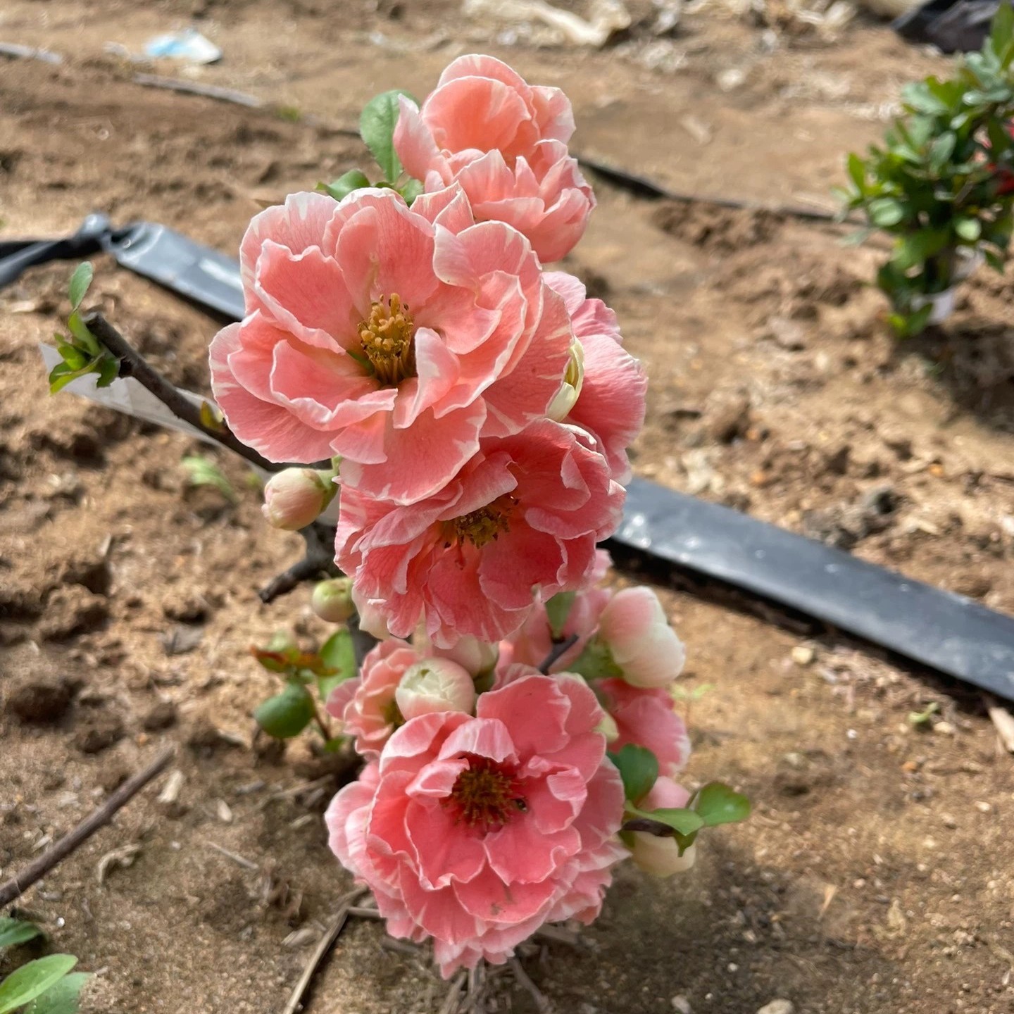 芳寿之誉一年筷子苗 原生海棠