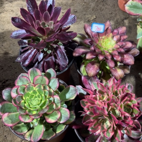 700多肉植物组合