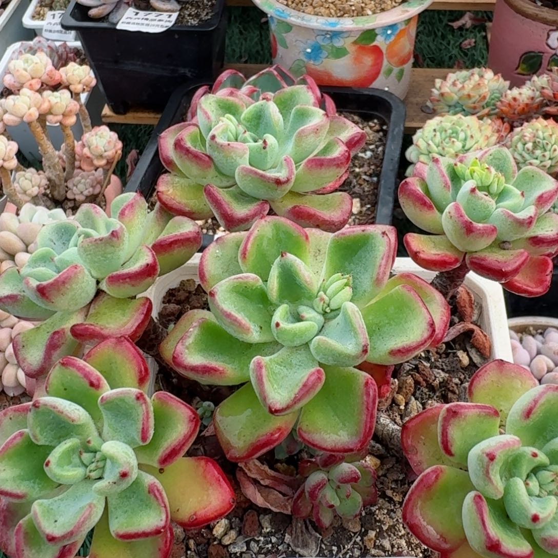 1610一物一拍（满28包邮）