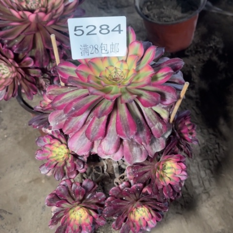 月蝉多肉多肉5284