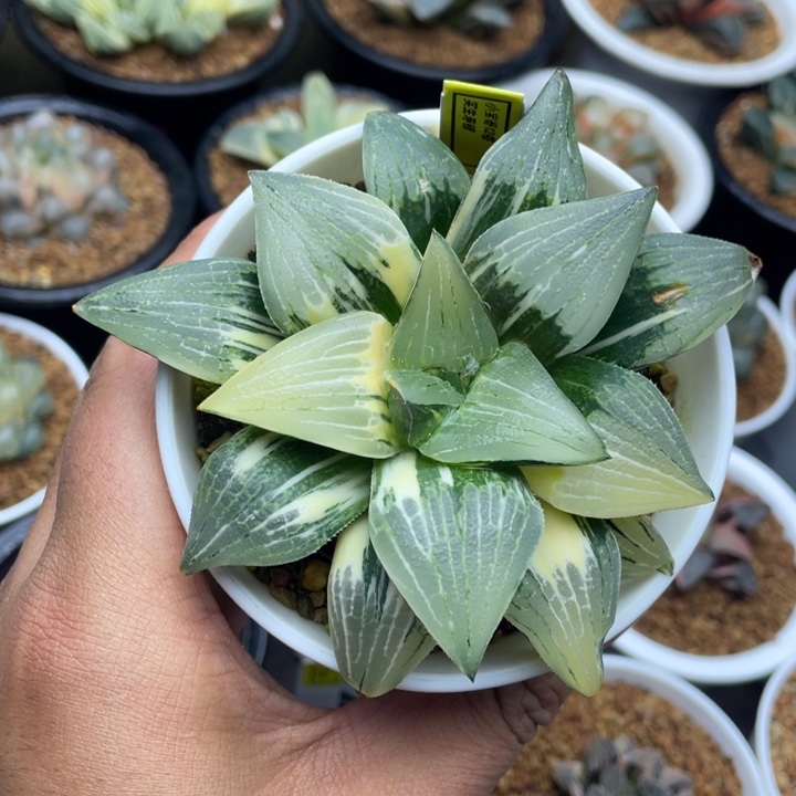 实生寿锦十二卷多肉