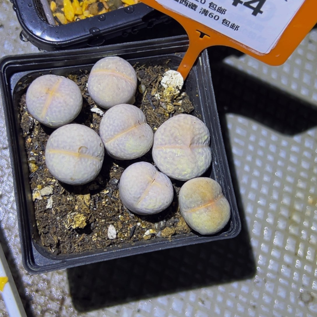 944 一物一拍，默认有伤，介意勿拍，不退不换