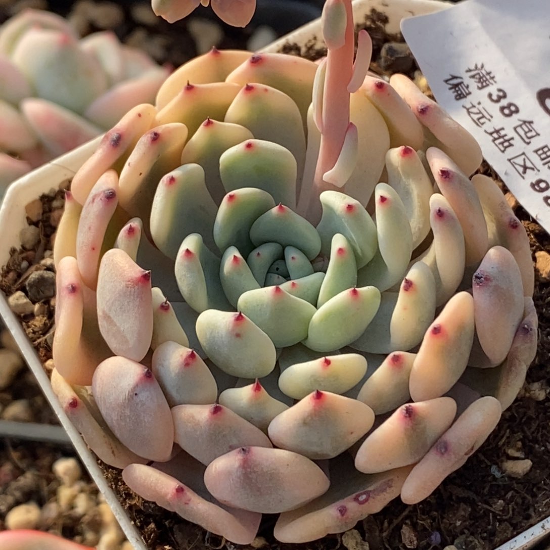 608雪爪锦单头刚出根