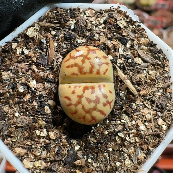 生石花12555。 561