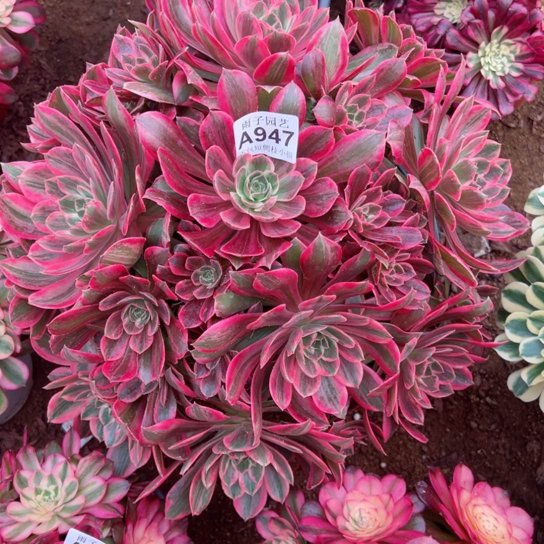 947浣纱尺寸40左右