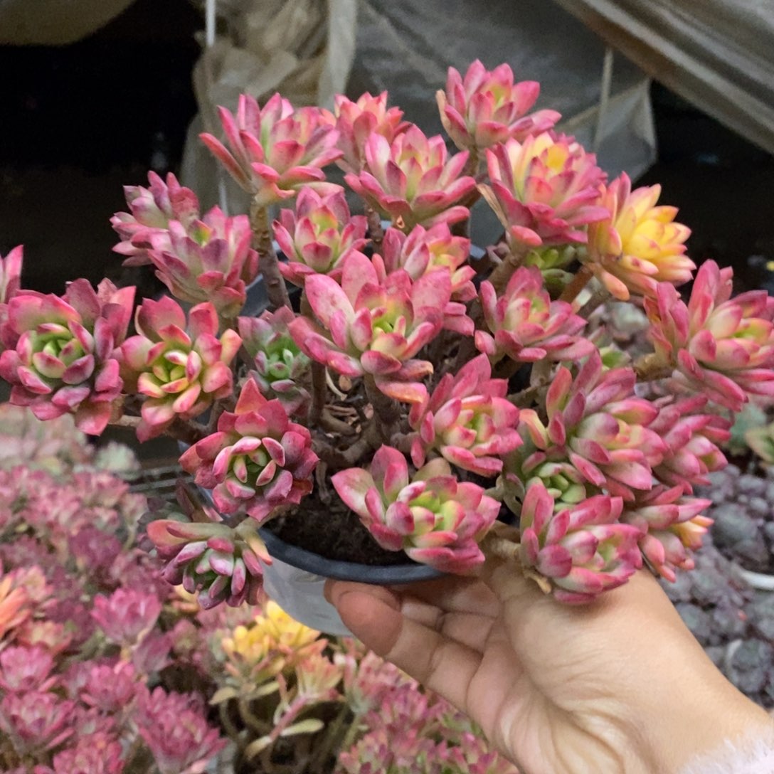 小叮当锦整桩无砍大盆