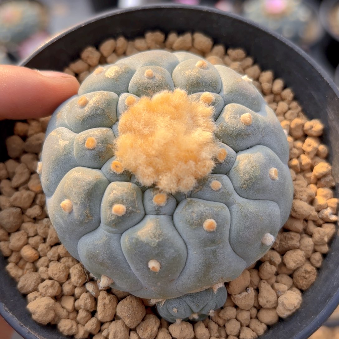 G744g g g g g g f g