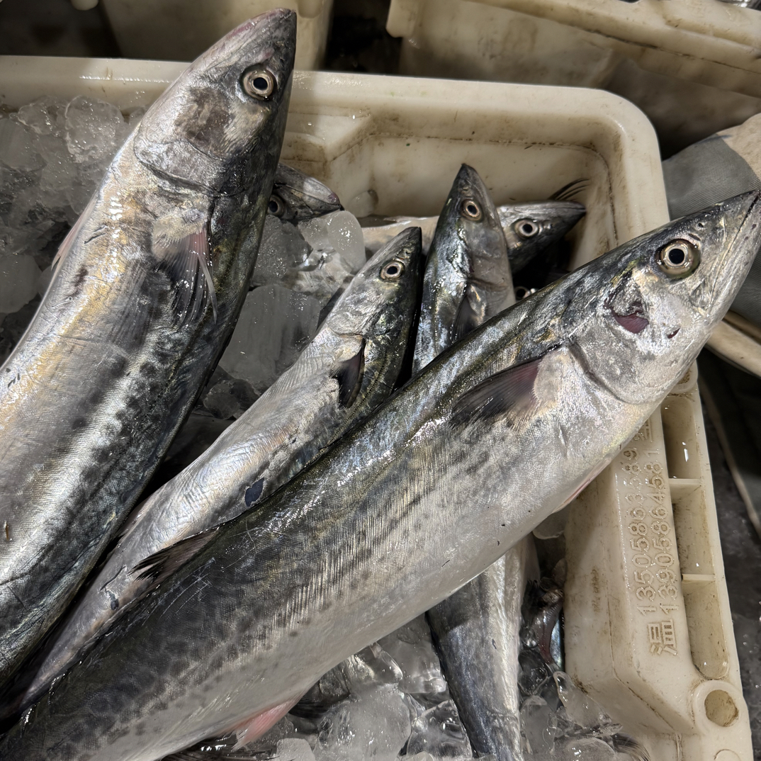 【4.5斤马鲛鱼】4.5斤3条东海野生马鲛鱼肉质细腻精选顺丰冷链包邮