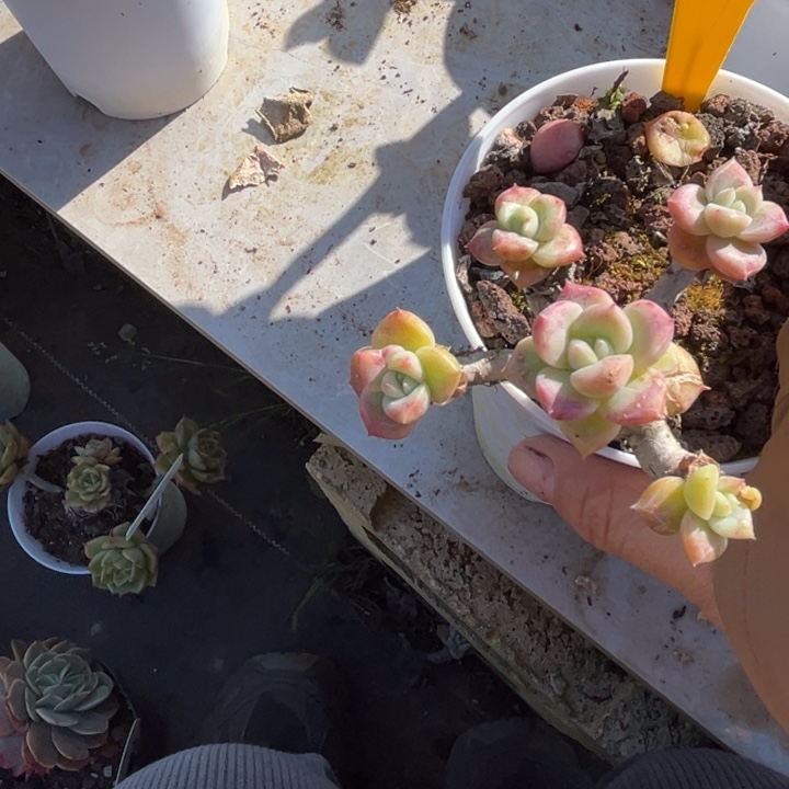 911多肉5.888778888808