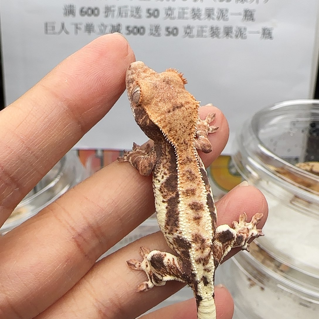 睫角守宫法布崽崽