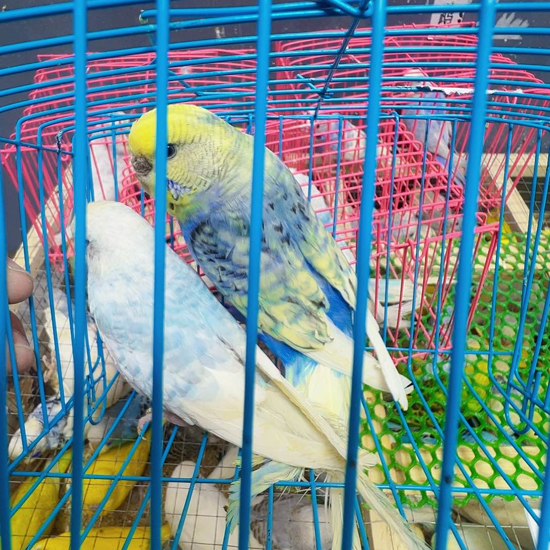 F***Q虎皮鹦鹉大头两只包活三天